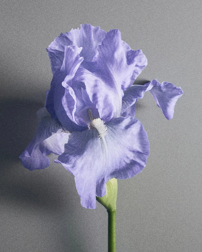 Iris Debonair - Decant / Full Bottle