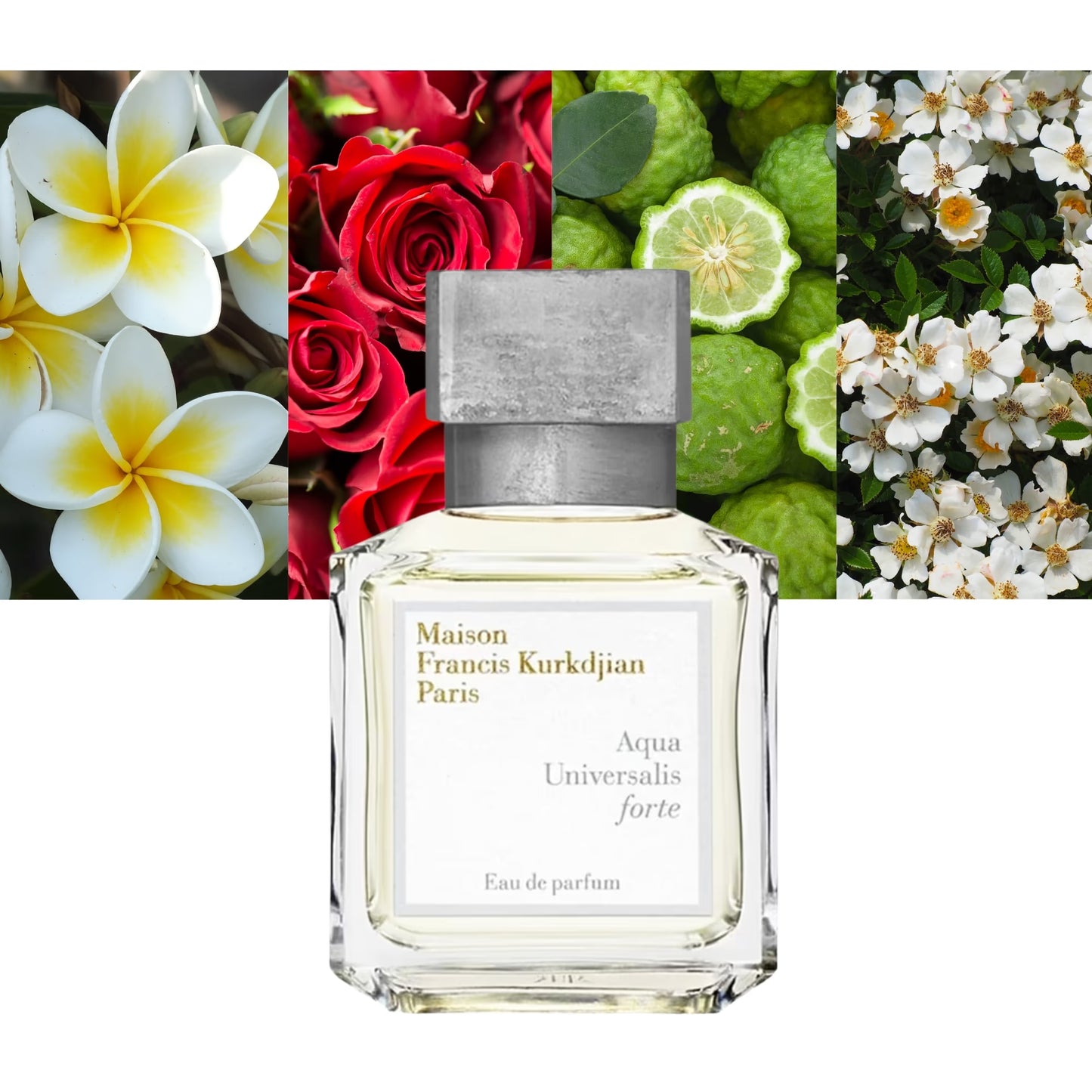 Aqua Universalis Forte - Decant / Full Bottle