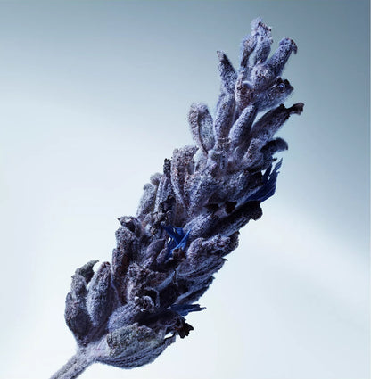Metal Lavender - Decant / Sample